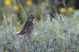 Bird with a bug