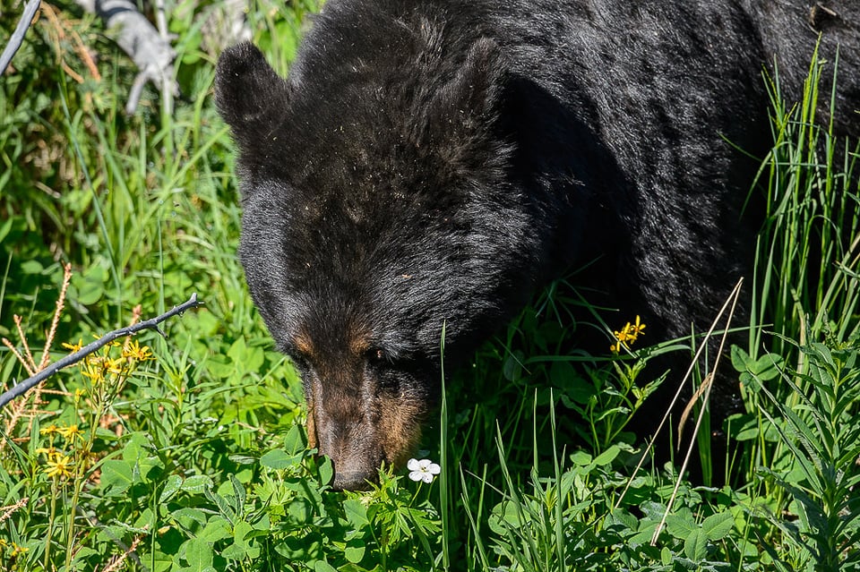 Black Bear Up Close