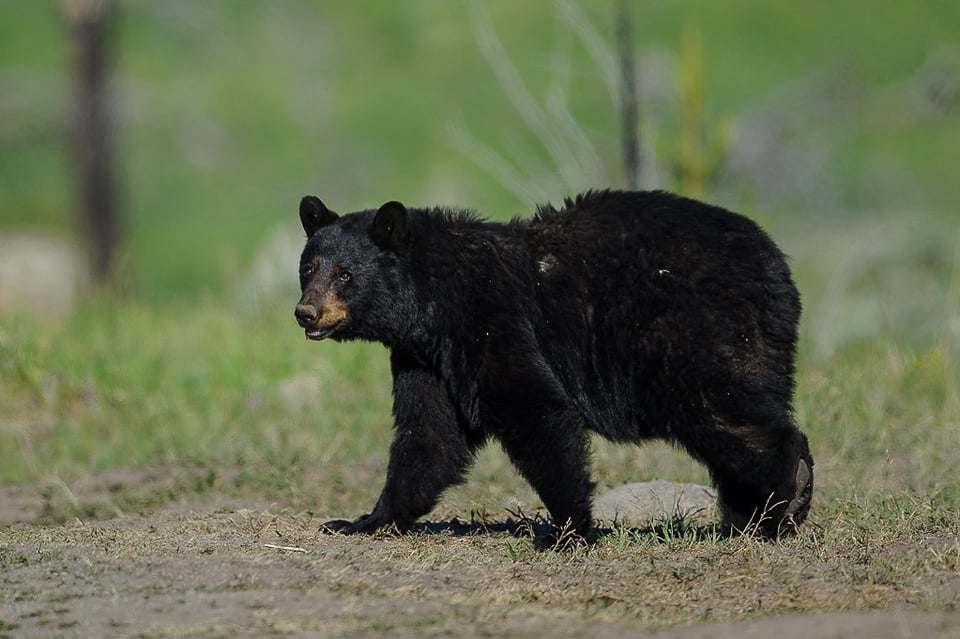 Black Bear Walking