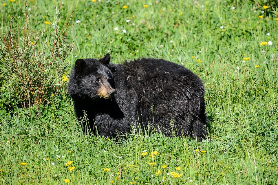 Black Bear in Grass