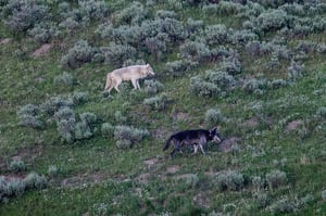 Black and White Wolves