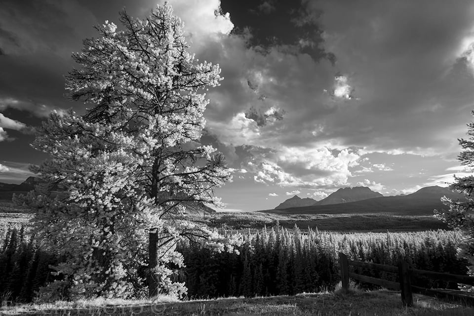 Bow Valley Parkway