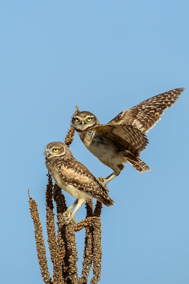 Burrowing Owl Chicks