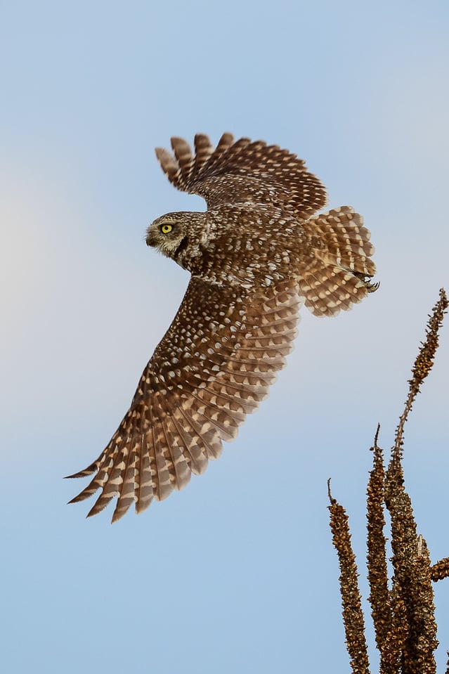 Burrowing Owl in Flight