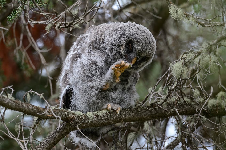 Gray Owl Chick