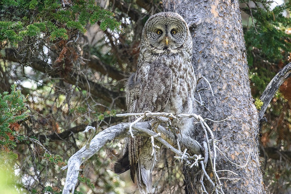 Gray Owl on Bench