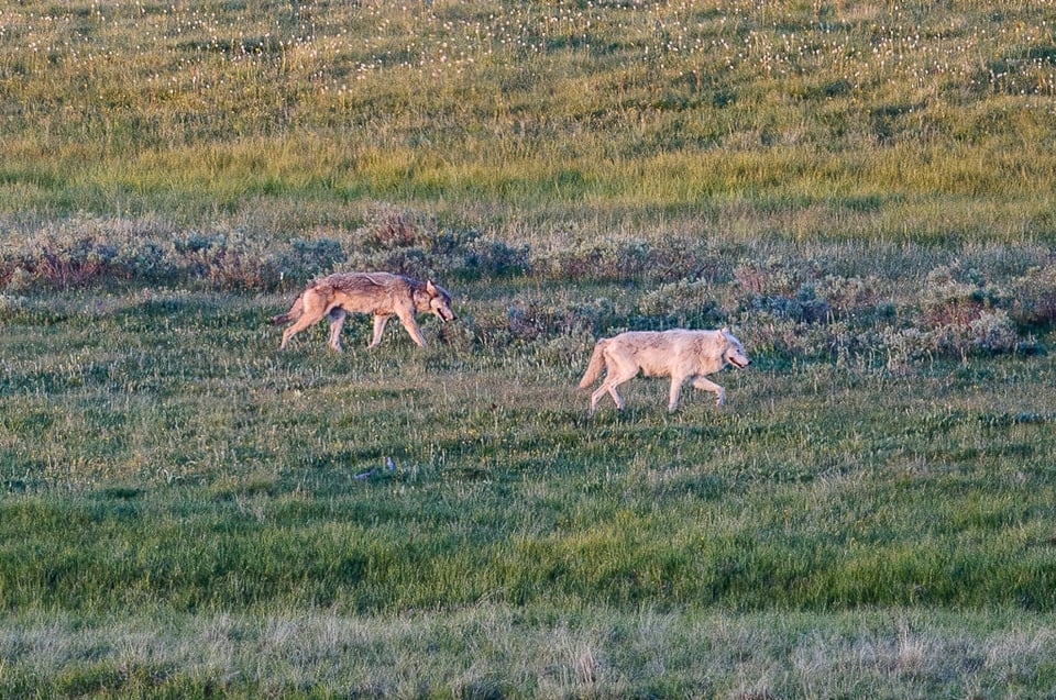 Gray Wolves