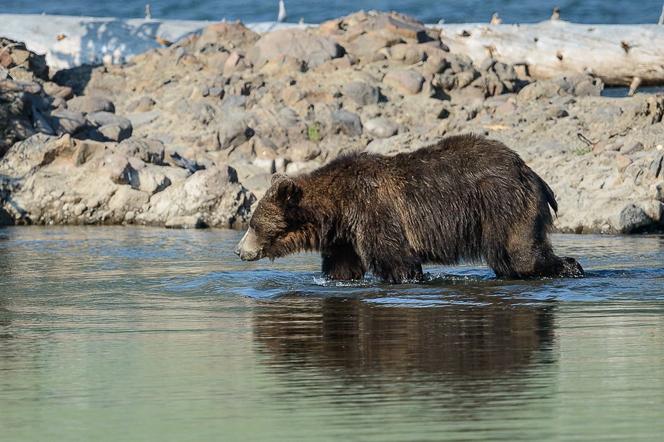 Grizzly in Water