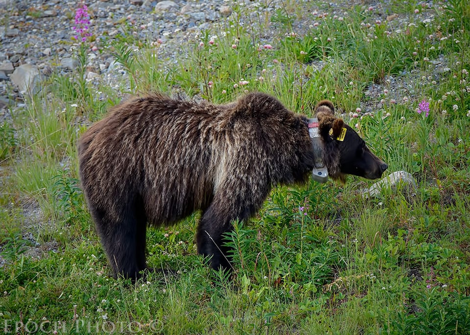 Grizzly Bear