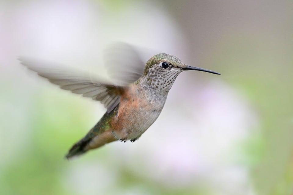 Hummingbird in Flight #3