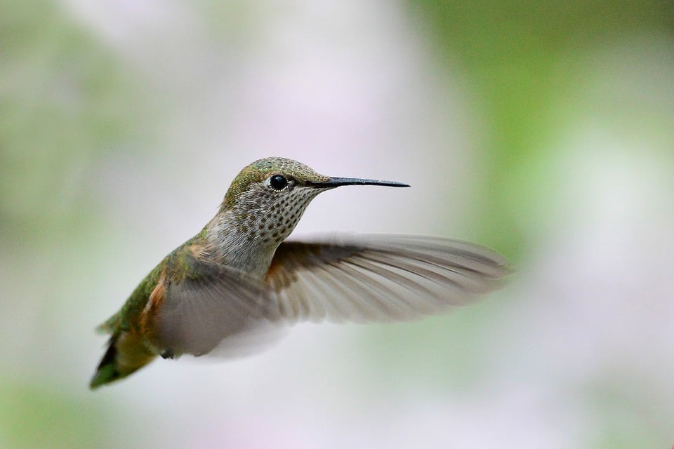 Hummingbird in Flight