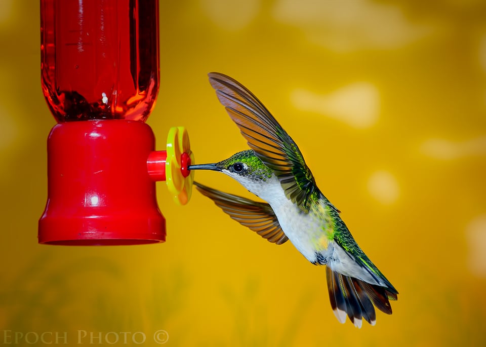 Hummingbird