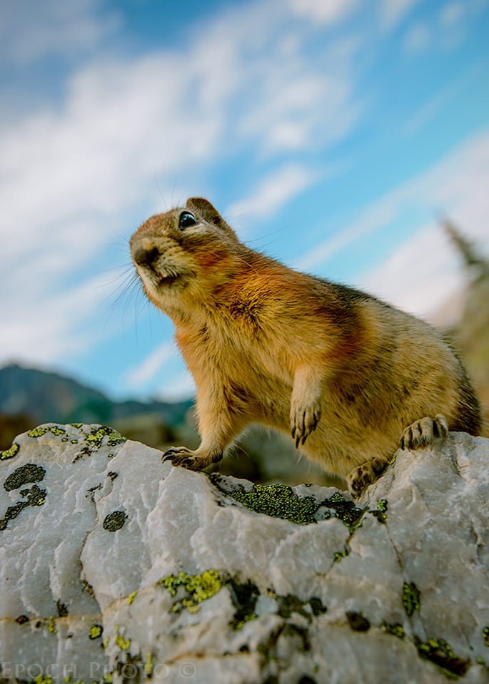 Kodiak Squirrel