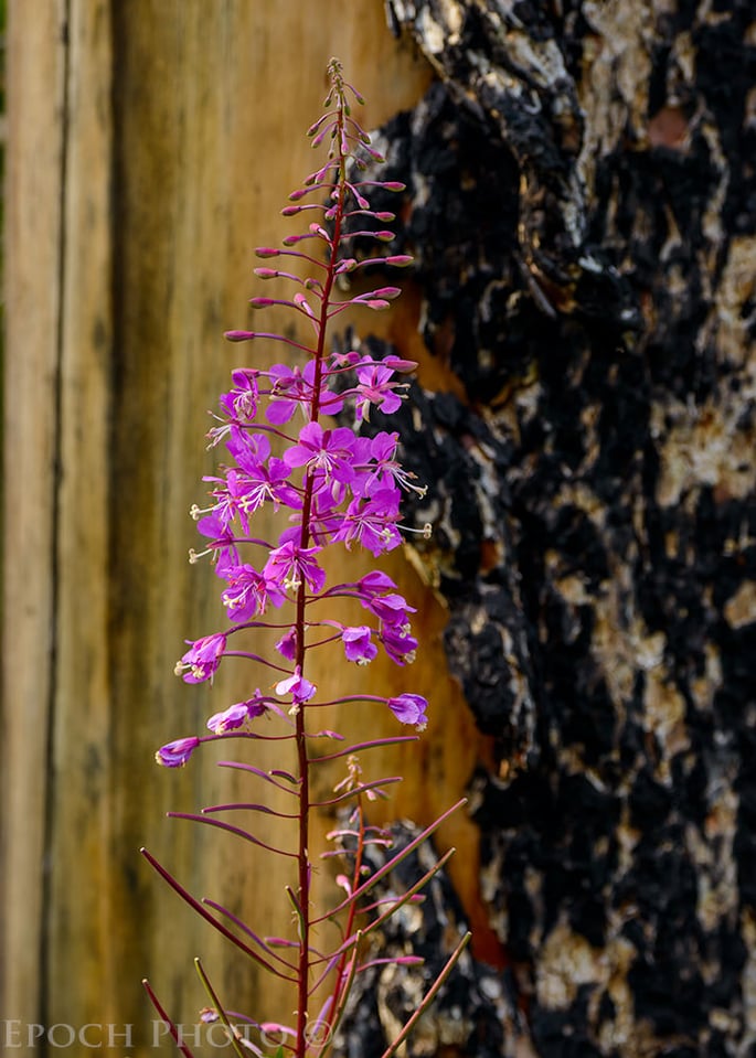 Fireweed and Burned Tree