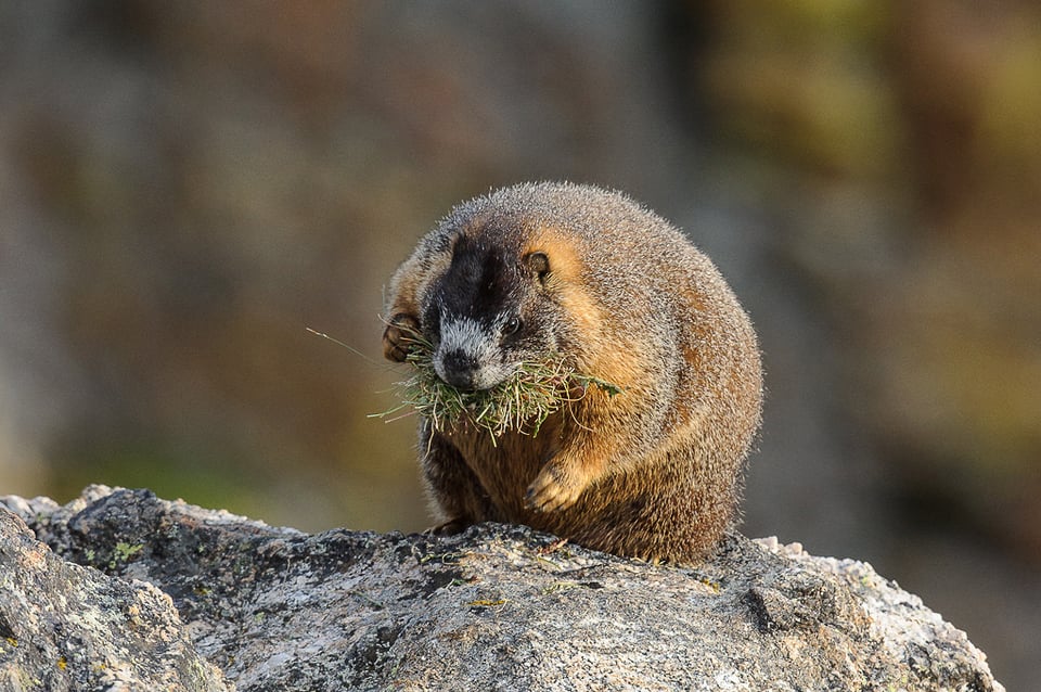 Marmot with Grass #2