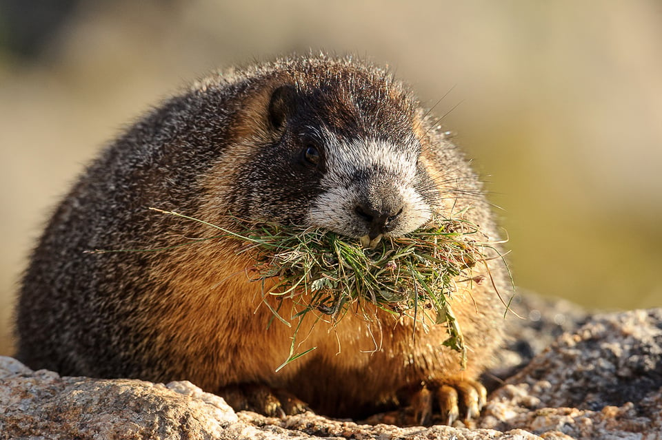 Marmot with Grass #3