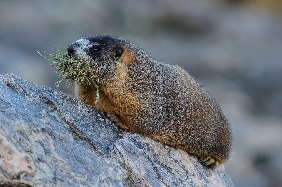 Marmot with Grass #4