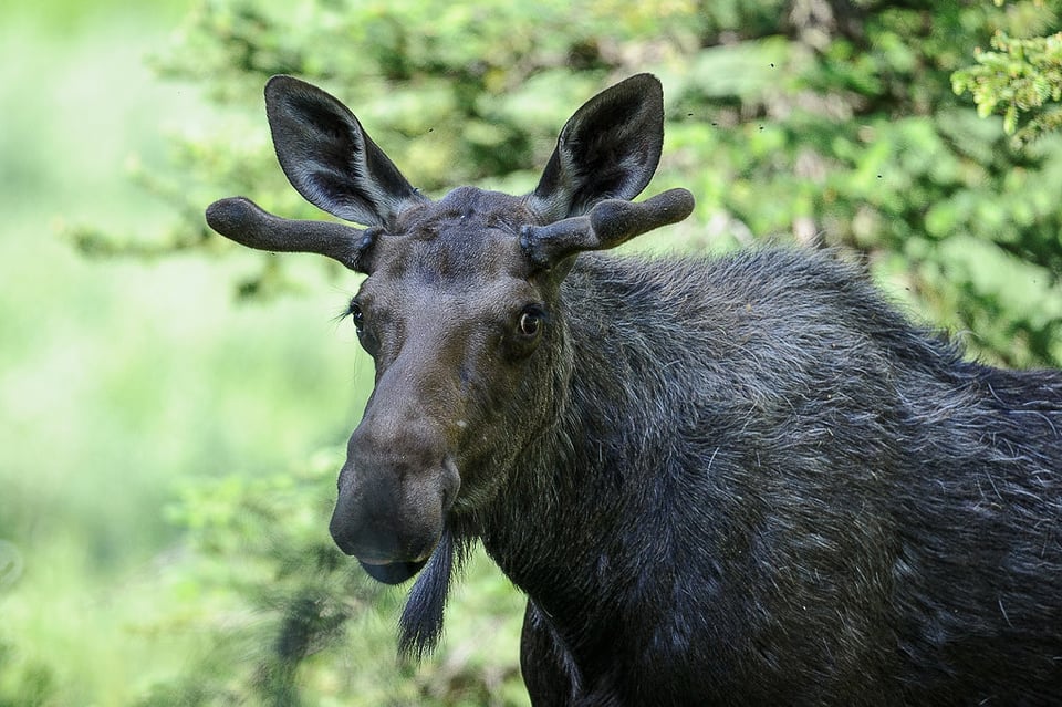 Moose Portrait