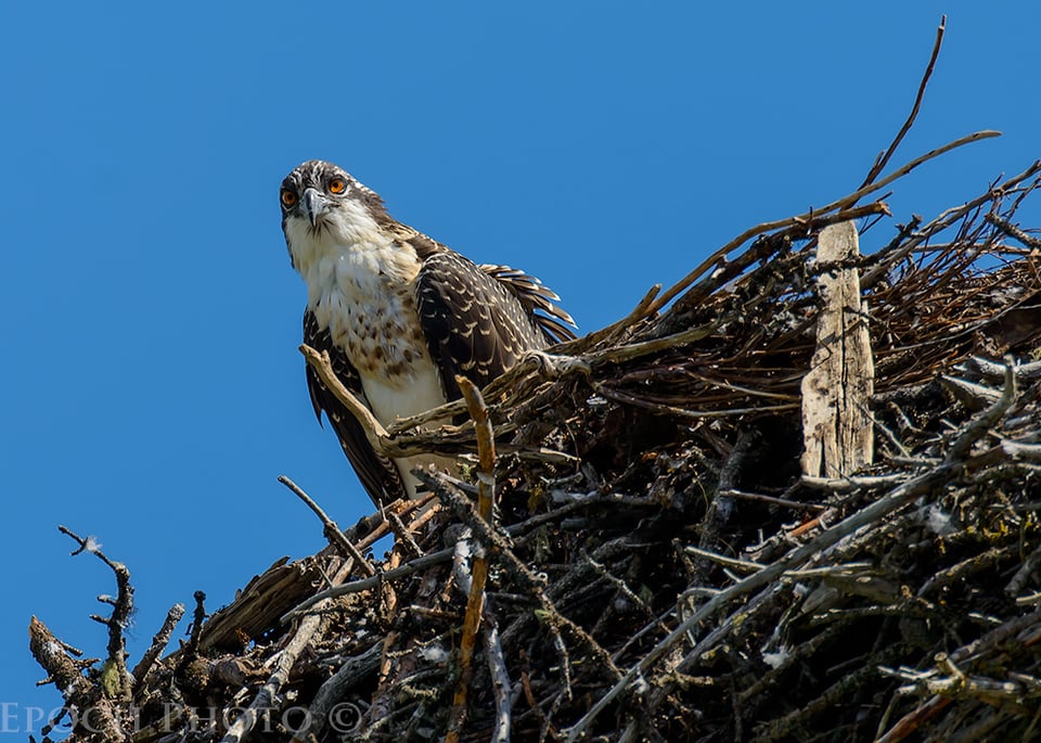 Osprey 