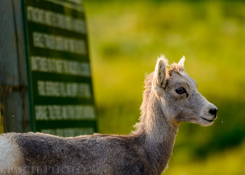 Rocky_Mountain_Sheep