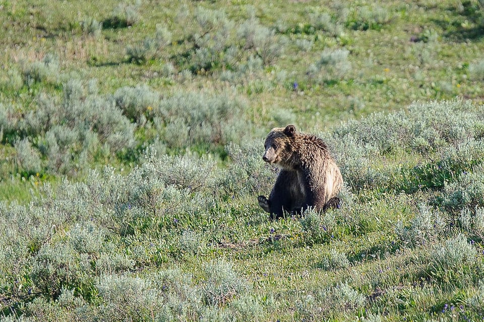 Sigma 120-300mm f/2.8 DG OS HSM Sample (10)