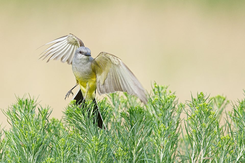 Western Kingbird Taking Off