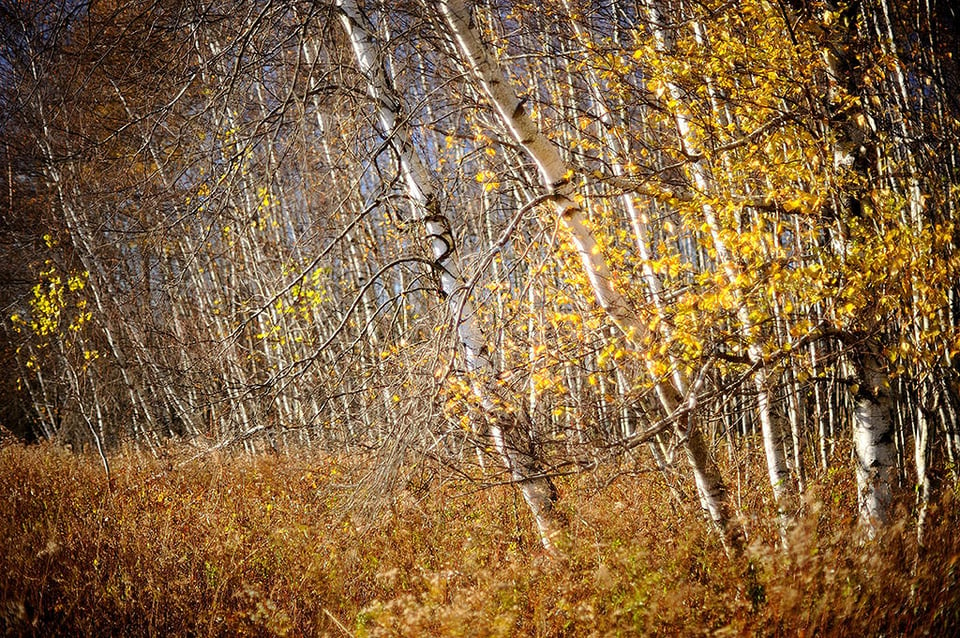 Birches and grasses @ f/1.2 (with spherical aberration)