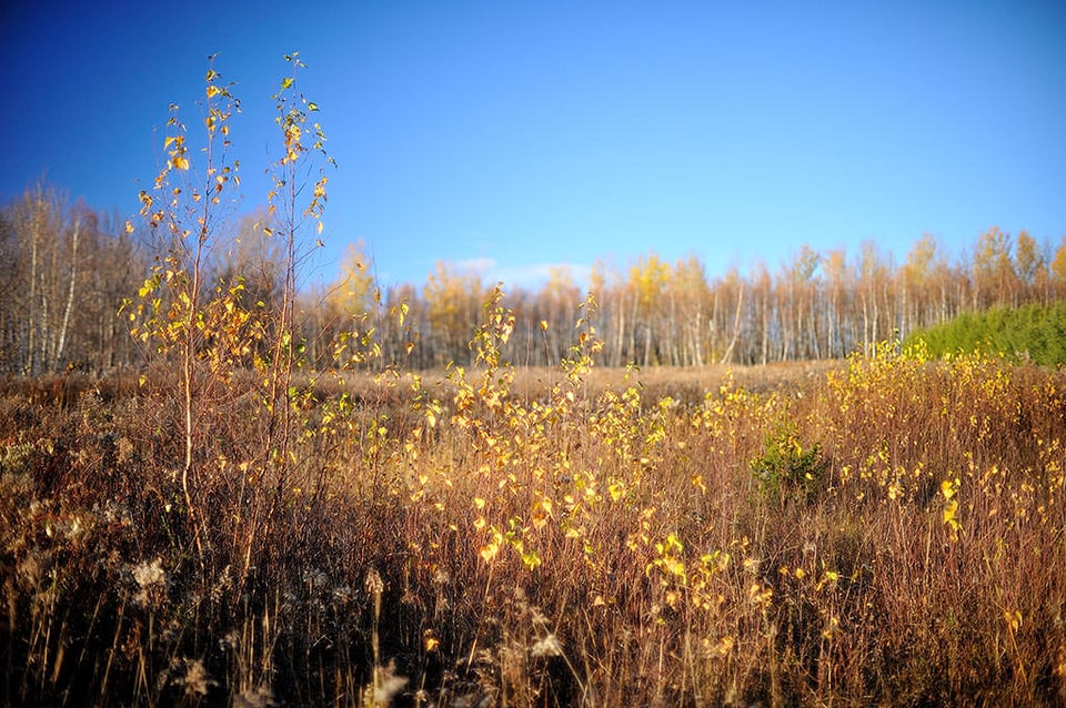 Birches and grasses in november light @ f/1.2 (with spherical aberration)