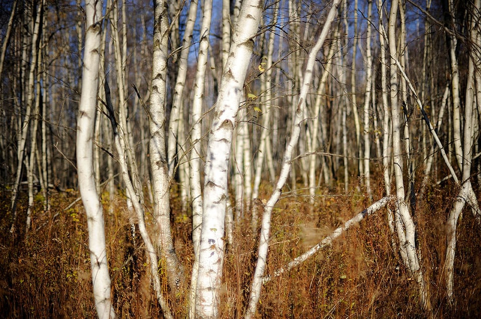 Birches in the autumn light @ f/1.2 (with spherical aberration)