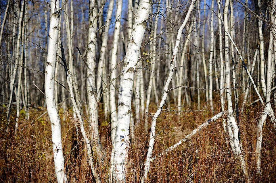 Birches in the autumn light @ f/2.0
