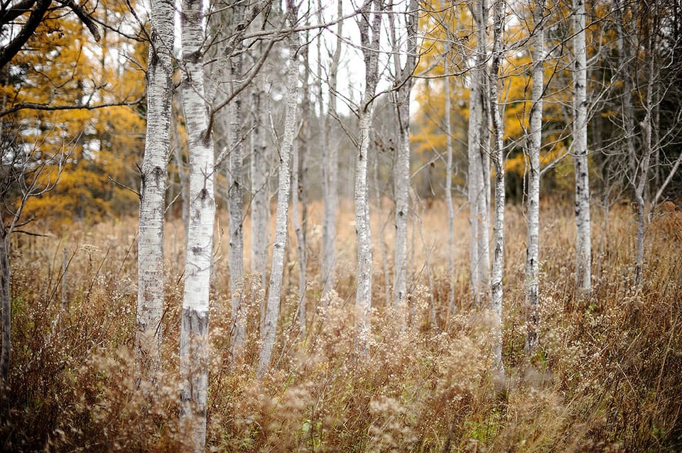 Birches in the grasses (with spherical aberration) @ f/1.2