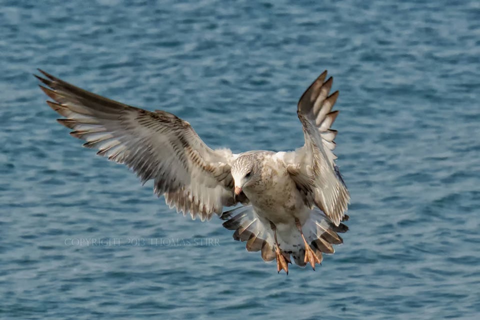 Bird in Flight #1