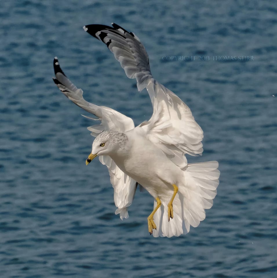 Bird in Flight #3