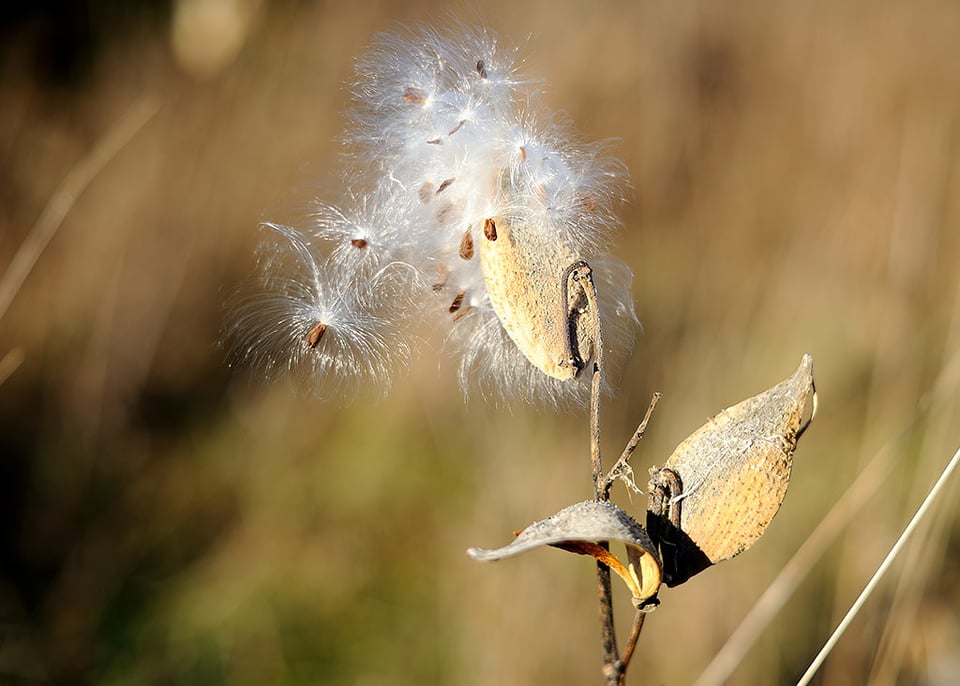 Common Milkweed @ f/2.0 #1