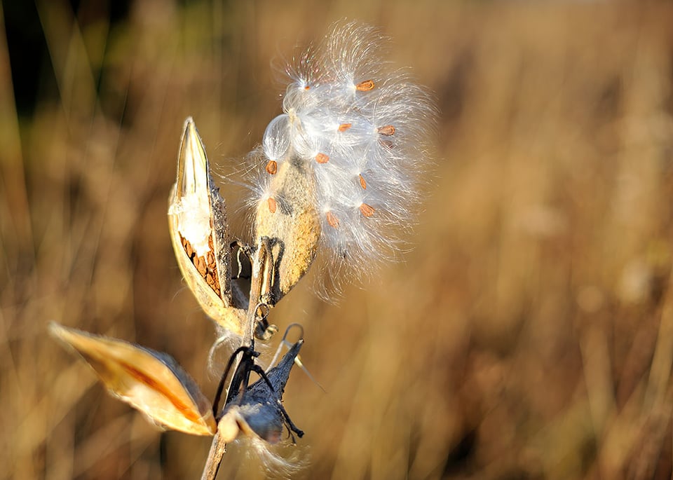 Common Milkweed @ f/2.0 #2