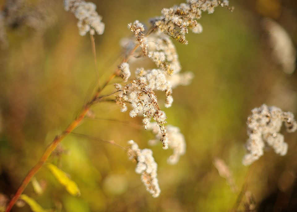 Golden rod @ f/1.2