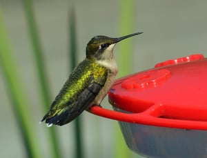 Hummingbird #1