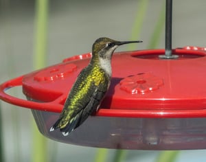 Hummingbird #2