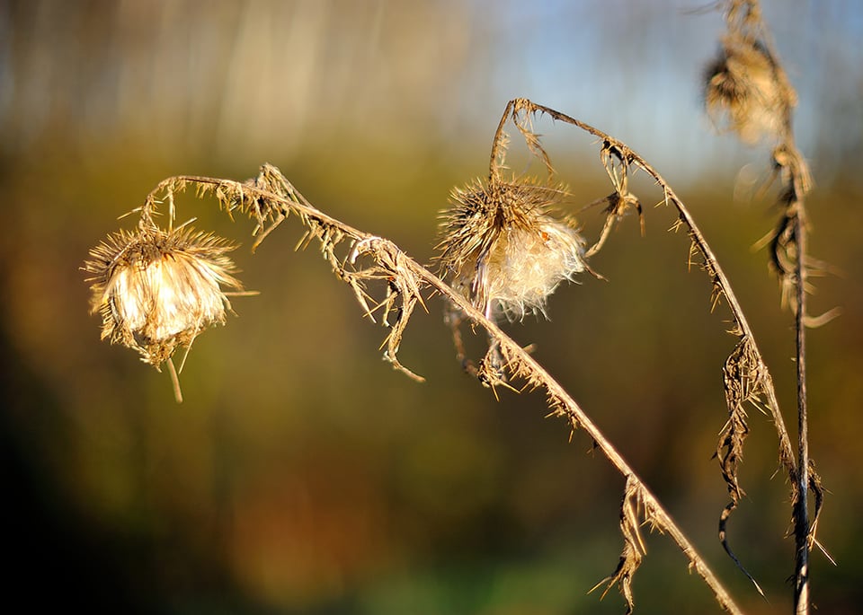 Thistles in the soft autumn light @ f/1.2