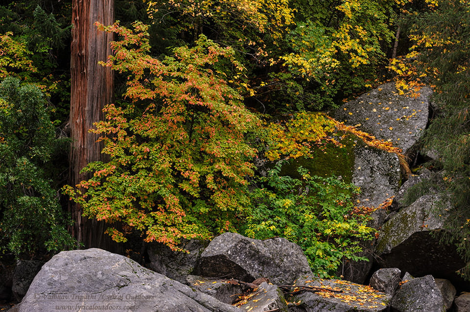 Yosemite in Autumn (1)