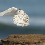 Snowy Owl Launching from Rock