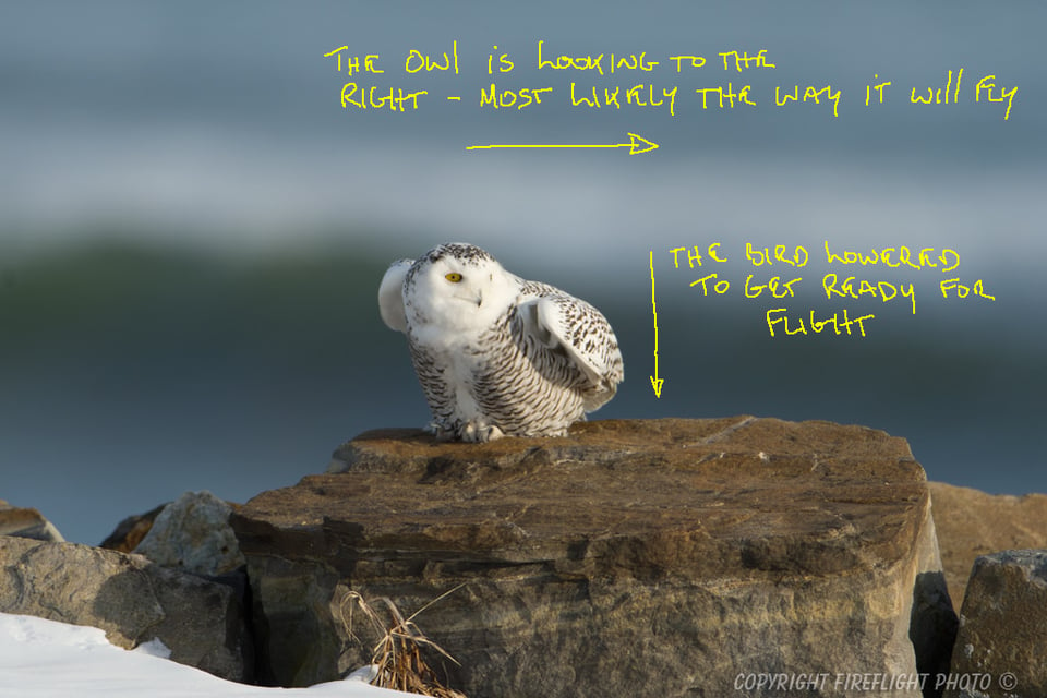 Snowy Owl Photography Life Article #3