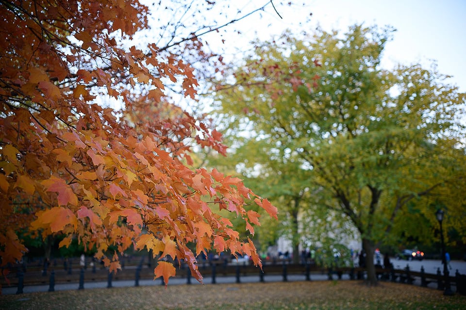 Sigma 18-35mm f/1.8 Sample Image (7)