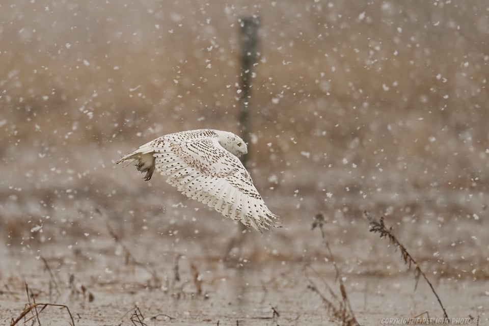 Snowy Owl hunting in Marsh