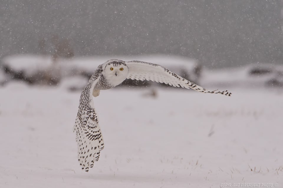 Snowy Owl Flying in Snow Storm