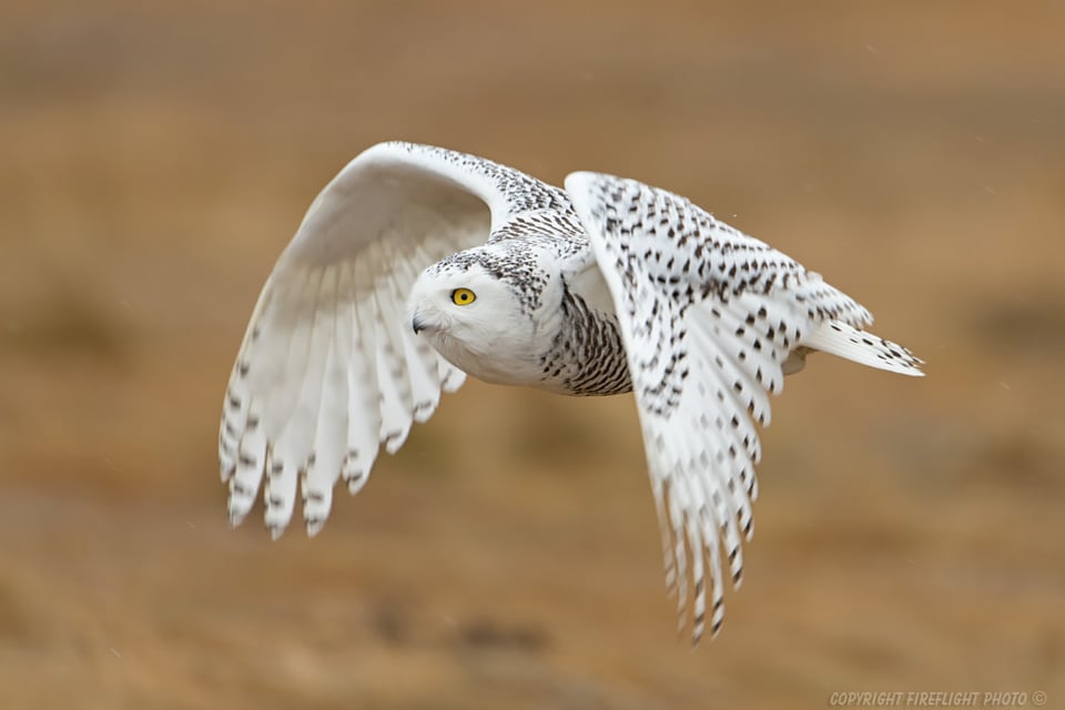 Snowy Owl Hunting in Marsh