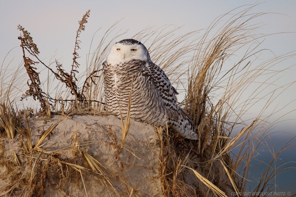 Snowy Owl in Sand Dunes