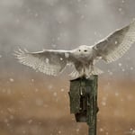 Snowy Owl with Rodent Landing Shot