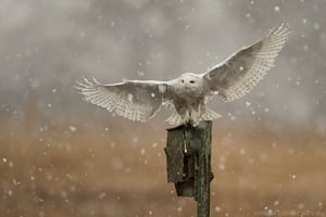 Snowy Owl with Rodent Landing Shot
