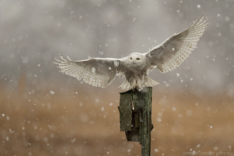 Snowy Owl with Rodent Landing Shot